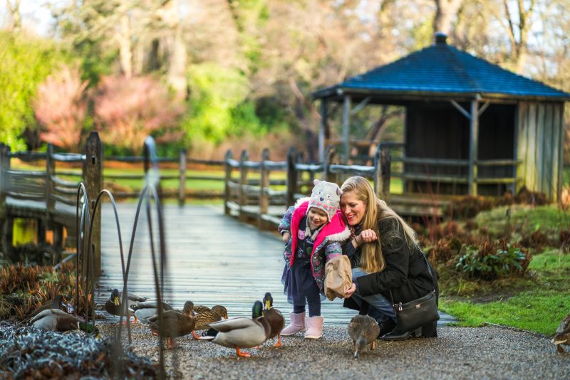 Mother and daughter feeding geese